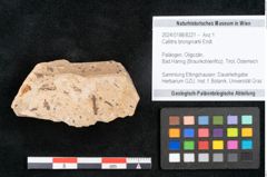 Foto (Objekt + Etikett) von Callitris brongniartii Endl. (NHMW-GEO-2024-0188-8221)
